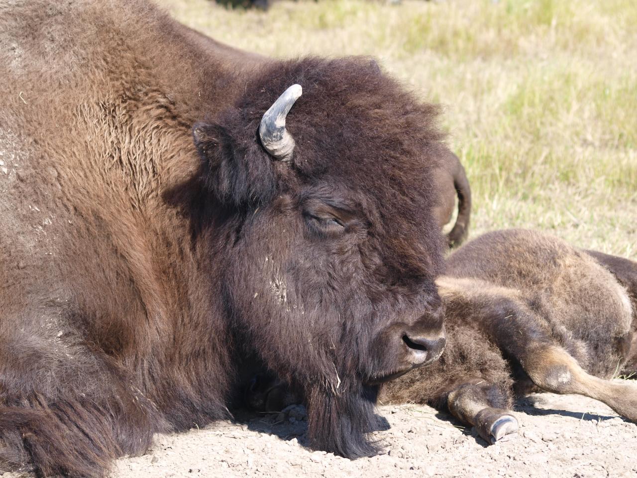 Bison d'Alaska