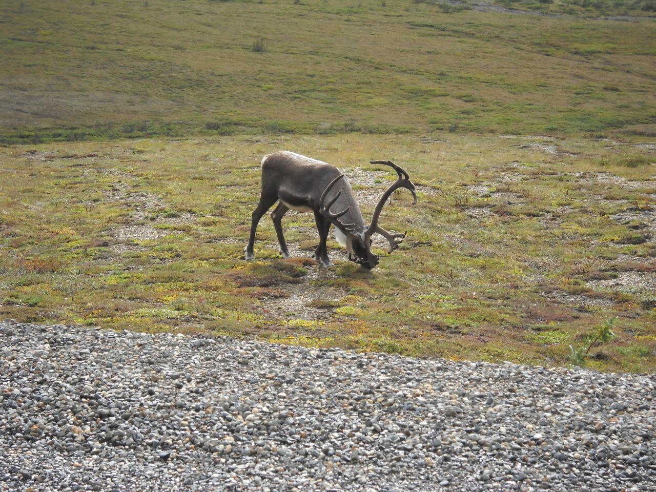 Caribou