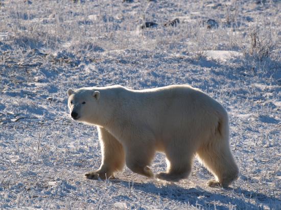 Ours dans la Tundra