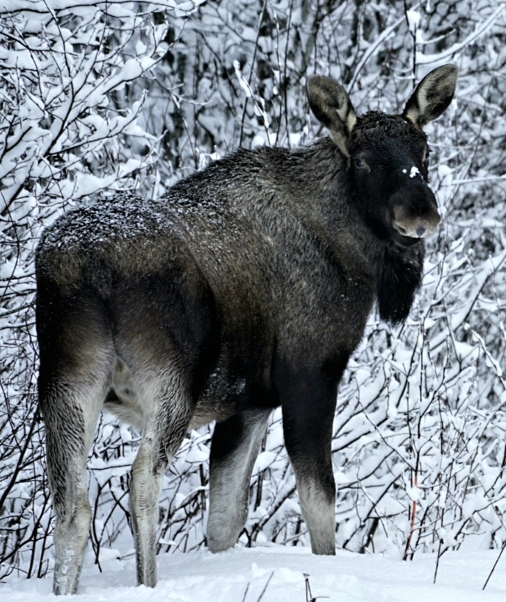 Moose sur la route d'Harstad