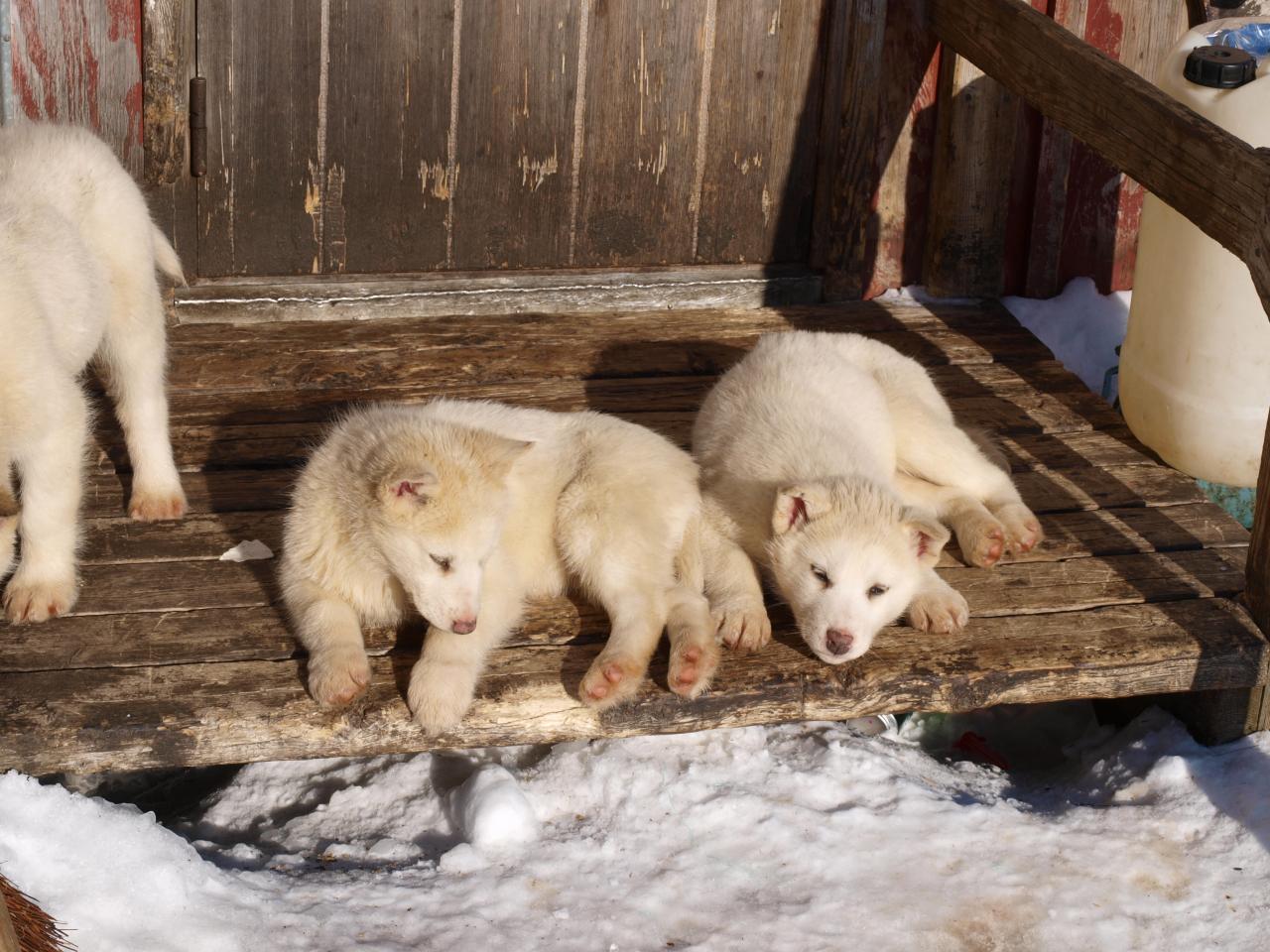 Chiots Groenlandais