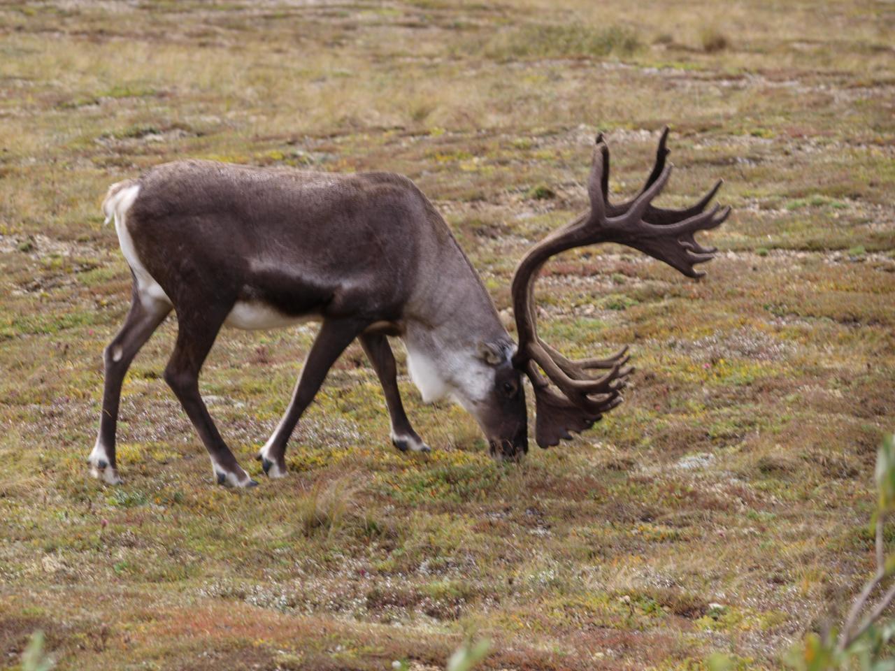 Caribou